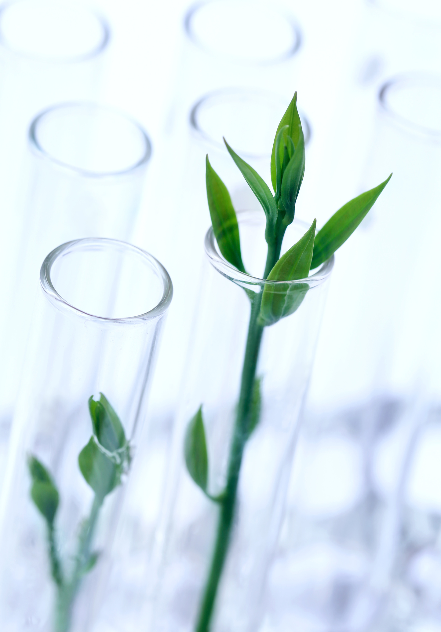 Tissue Cultured Plant in Test Tube